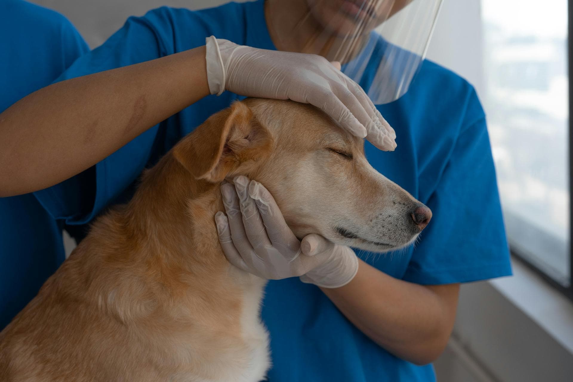 Rabbit Spay Castrate Neutering Prices in Bolton
