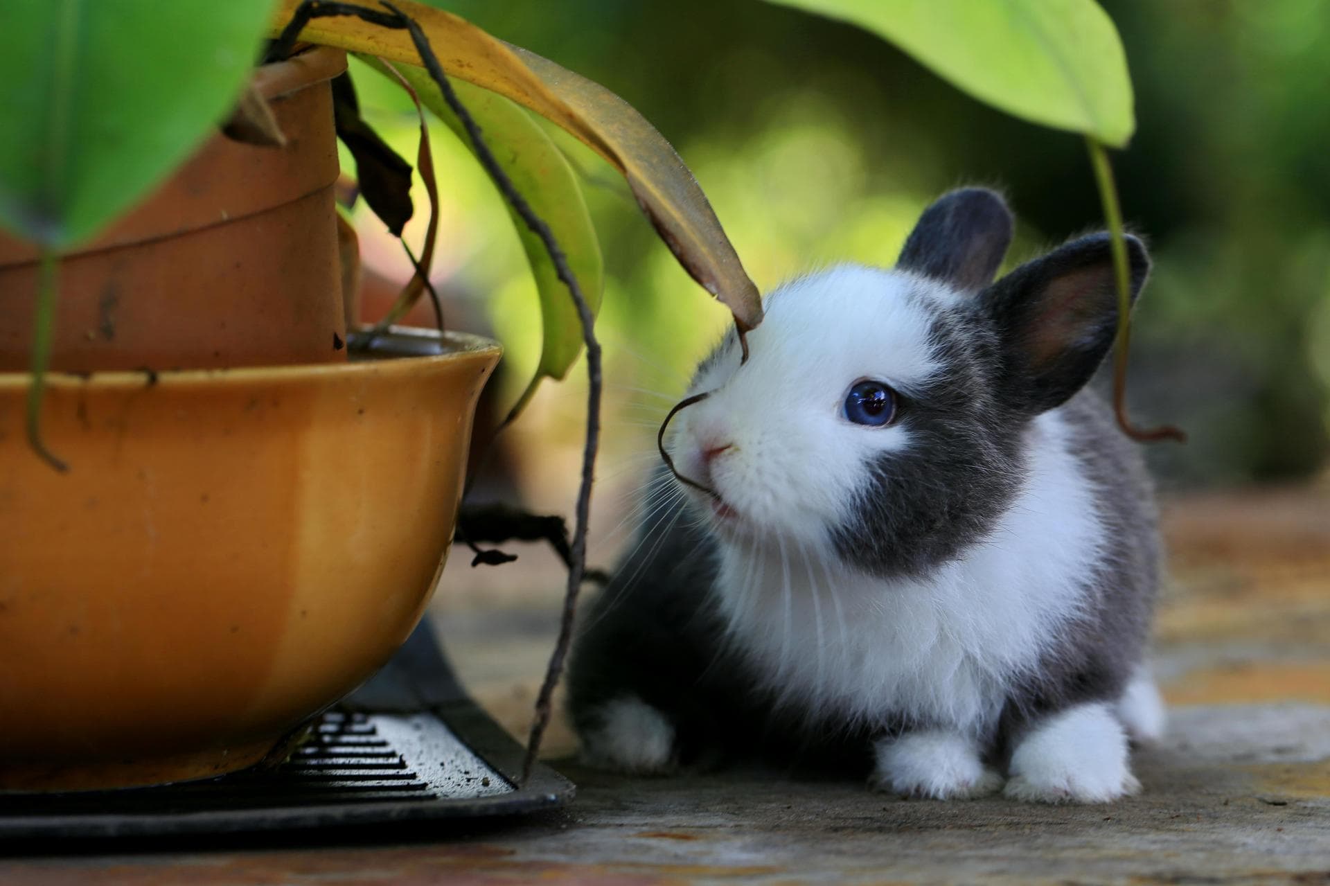 Exotic Exotic Pet Consultation Prices in Bolton