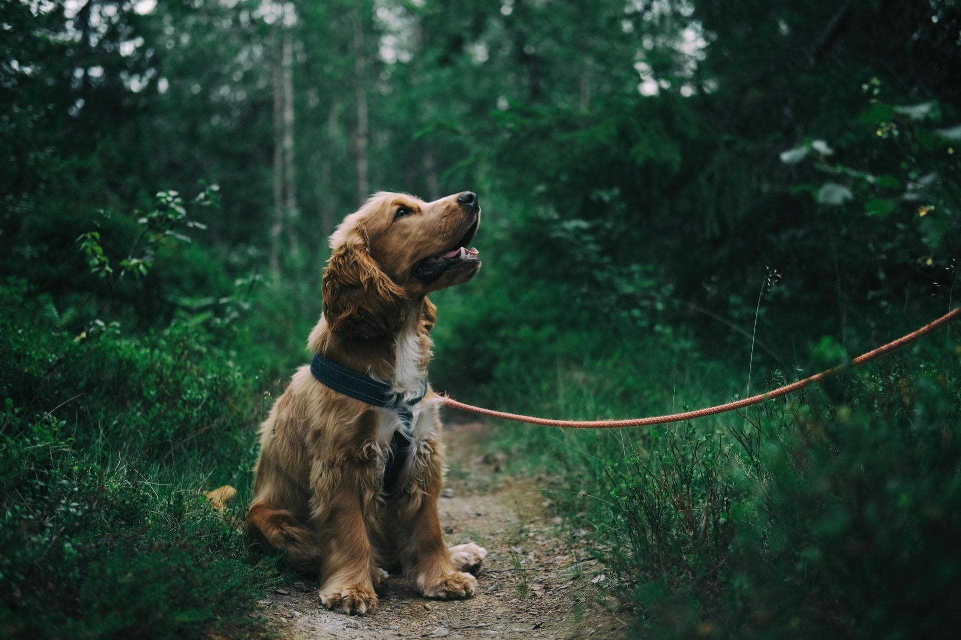 Dog Euthanasia Put Down Prices in Bolton