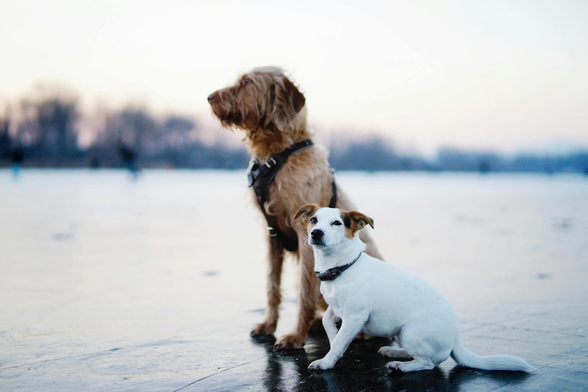 Dog & Cat Vets in Bolton