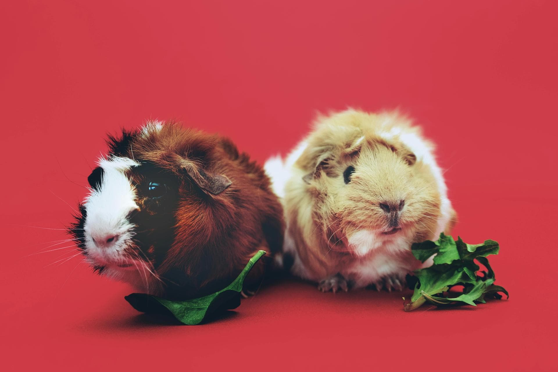 Rabbit Vaccinations Vhd Myxo Prices in Bolton