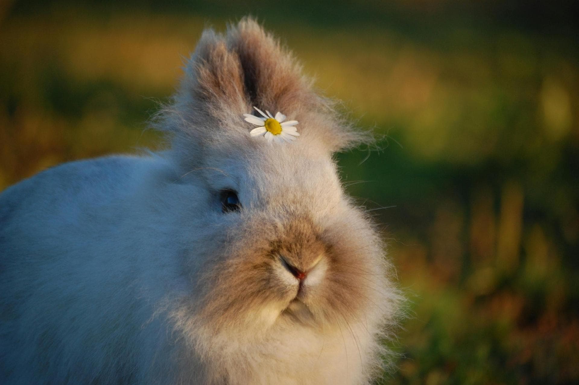 Rabbit Vaccinations Vhd Myxo Prices in Bolton