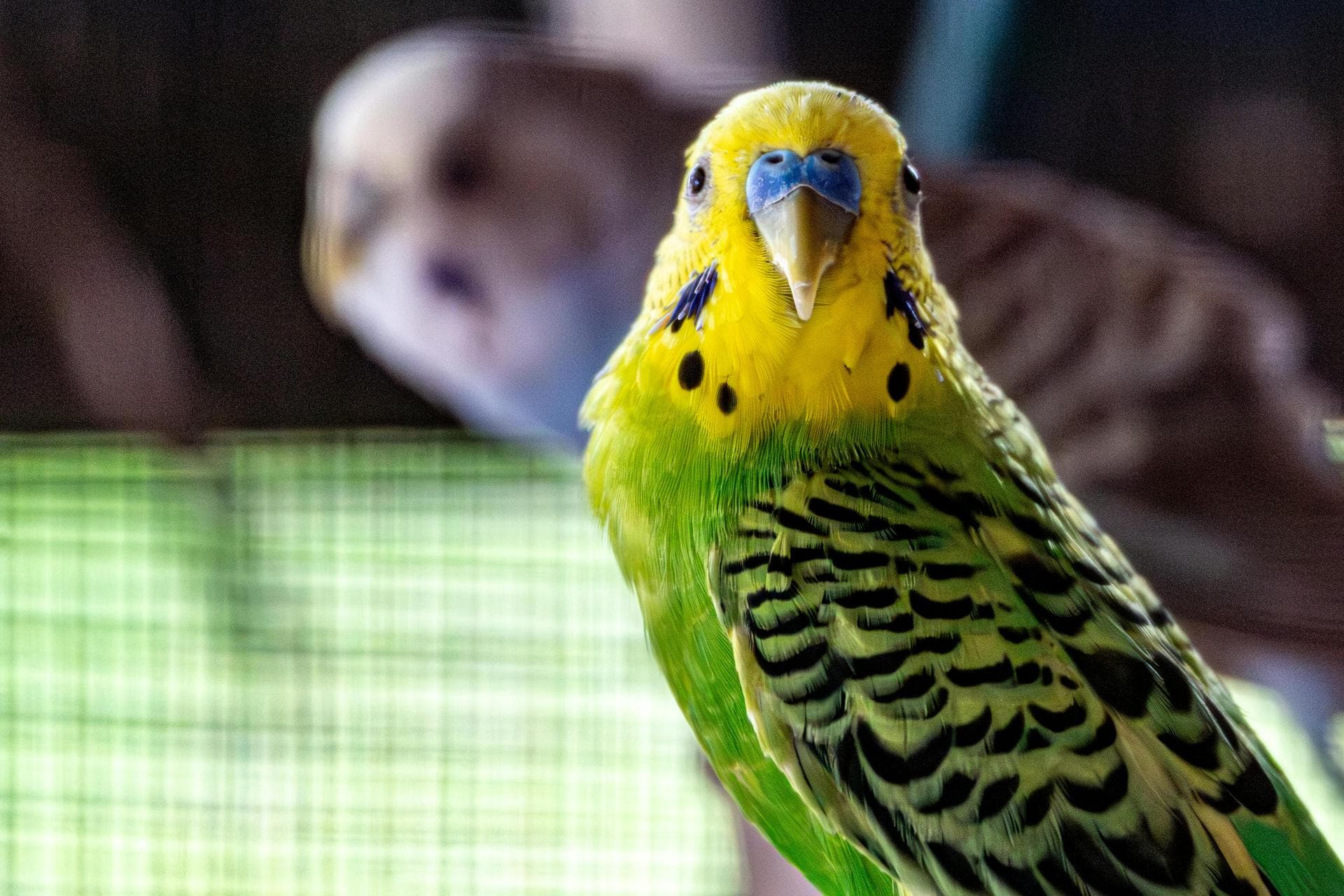 Dog & Cat Vets in Bolton