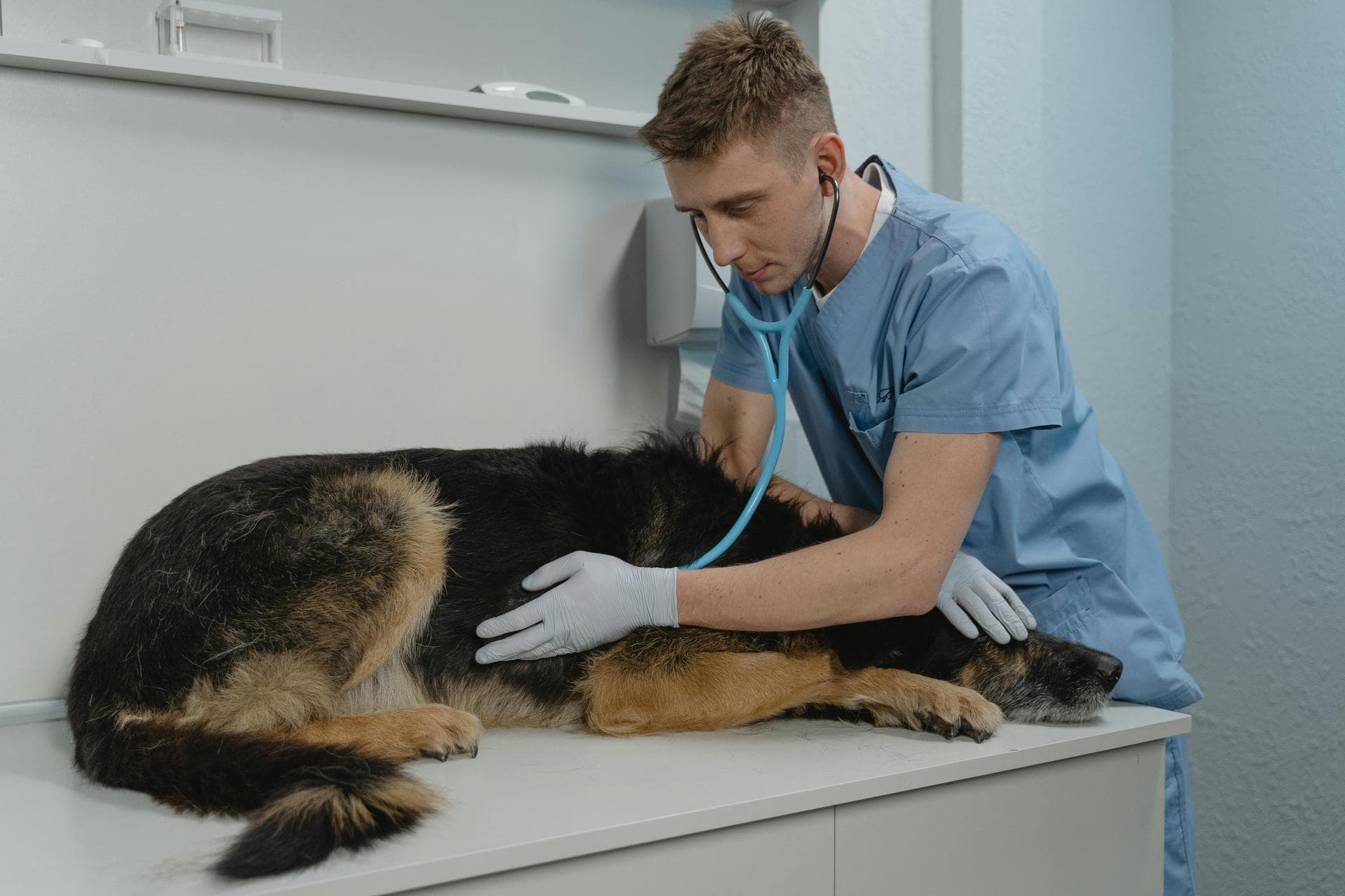 Dog & Cat Vets in Bolton